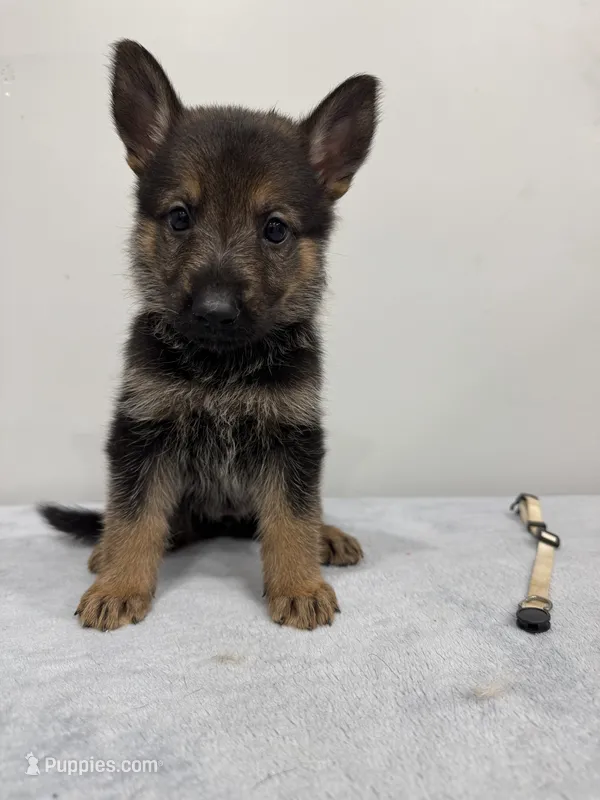 Ivory – German Shepherd Dog puppy for sale in Bristol, CT