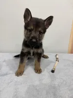 Ivory, a female German Shepherd Dog for sale in Bristol, CT – 6 of 6