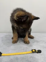 Yellow, a female German Shepherd Dog for sale in Bristol, CT – 4 of 6