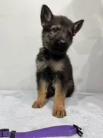 Red , a male German Shepherd Dog for sale in Bristol, CT – 5 of 8