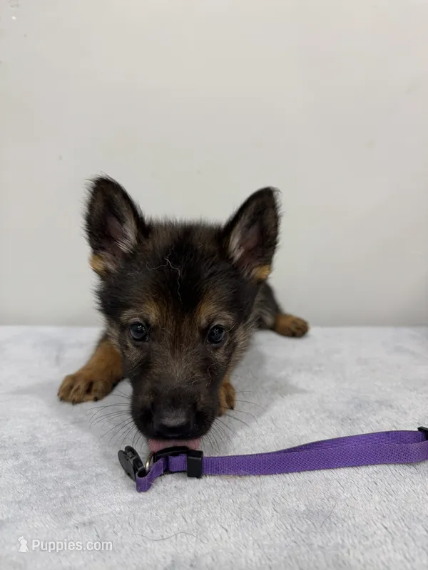 Purple – German Shepherd Dog puppy for sale in Bristol, CT