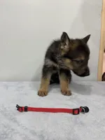 Red , a male German Shepherd Dog for sale in Bristol, CT – 3 of 8