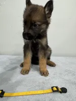 Yellow, a female German Shepherd Dog for sale in Bristol, CT – 3 of 6