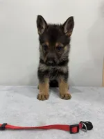 Red , a male German Shepherd Dog for sale in Bristol, CT – 4 of 8
