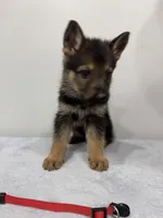 Red , a male German Shepherd Dog for sale in Bristol, CT – 7 of 8