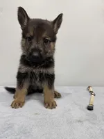 Ivory, a female German Shepherd Dog for sale in Bristol, CT – 4 of 6