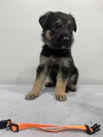 Orange, a female German Shepherd Dog for sale in Bristol, CT – 3 of 6