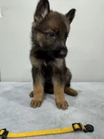 Yellow, a female German Shepherd Dog for sale in Bristol, CT – 5 of 6