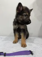 Red , a male German Shepherd Dog for sale in Bristol, CT – 8 of 8