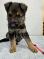 Pink, a female German Shepherd Dog for sale in Bristol, CT – 2 of 7