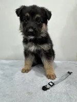 Blue, a male German Shepherd Dog for sale in Bristol, CT – 2 of 5