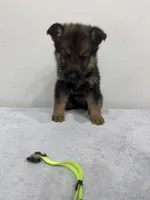 Green, a female German Shepherd Dog for sale in Bristol, CT – 6 of 6