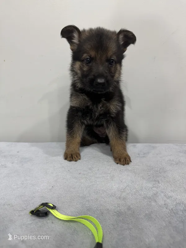 Green – German Shepherd Dog puppy for sale in Bristol, CT