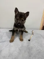 Ivory, a female German Shepherd Dog for sale in Bristol, CT – 2 of 6