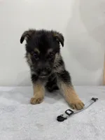 Blue, a male German Shepherd Dog for sale in Bristol, CT – 5 of 5