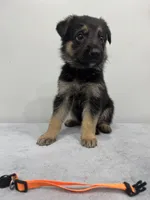Orange, a female German Shepherd Dog for sale in Bristol, CT – 4 of 6
