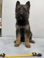 Yellow, a female German Shepherd Dog for sale in Bristol, CT – 6 of 6