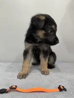 Orange, a female German Shepherd Dog for sale in Bristol, CT – 2 of 6