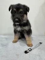 Blue, a male German Shepherd Dog for sale in Bristol, CT – 4 of 5