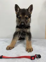 Red , a male German Shepherd Dog for sale in Bristol, CT – 6 of 8