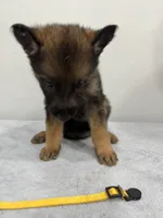 Yellow, a female German Shepherd Dog for sale in Bristol, CT – 2 of 6