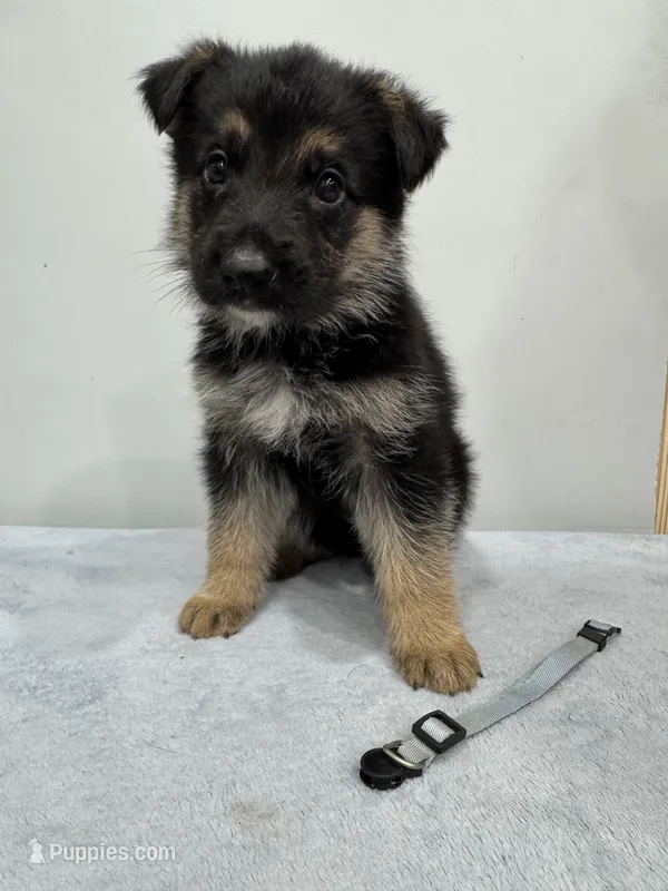 Blue – German Shepherd Dog puppy for sale in Bristol, CT