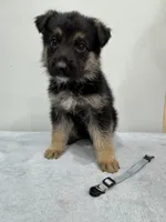 Blue, a male German Shepherd Dog for sale in Bristol, CT – 1 of 5