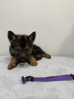 Purple, a male German Shepherd Dog for sale in Bristol, CT – 4 of 5