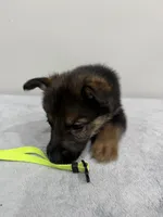 Green, a female German Shepherd Dog for sale in Bristol, CT – 5 of 6