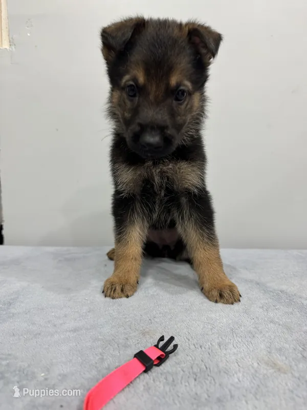 Pink – German Shepherd Dog puppy for sale in Bristol, CT