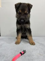 Pink, a female German Shepherd Dog for sale in Bristol, CT – 1 of 7