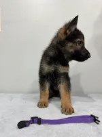 Purple, a male German Shepherd Dog for sale in Bristol, CT – 2 of 5