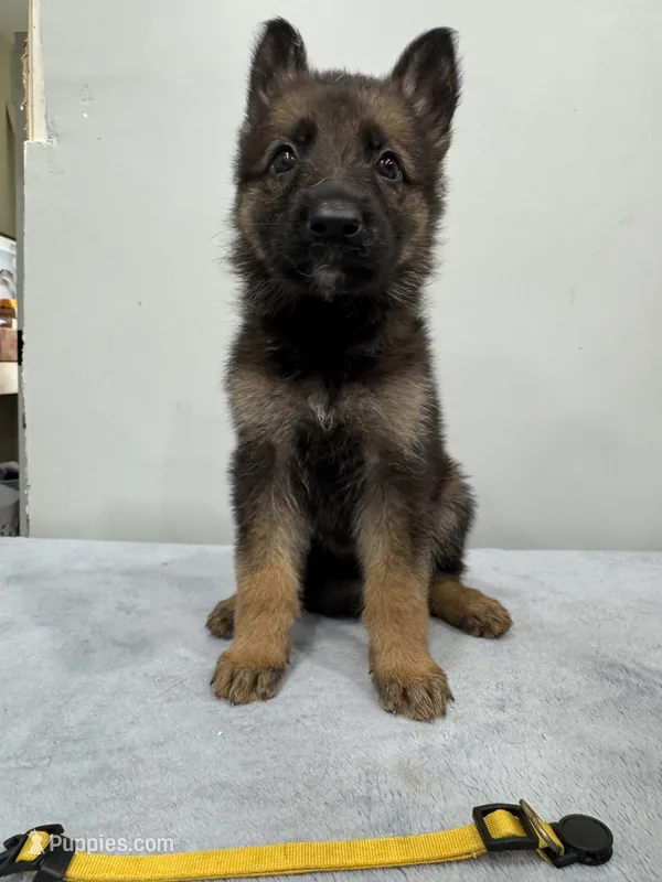 Yellow – German Shepherd Dog puppy for sale in Bristol, CT