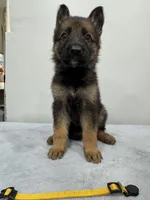 Yellow, a female German Shepherd Dog for sale in Bristol, CT – 1 of 6