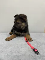 Pink, a female German Shepherd Dog for sale in Bristol, CT – 6 of 7