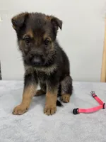Pink, a female German Shepherd Dog for sale in Bristol, CT – 5 of 7
