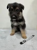 Blue, a male German Shepherd Dog for sale in Bristol, CT – 3 of 5