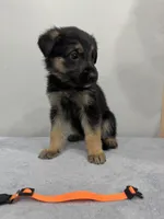 Orange, a female German Shepherd Dog for sale in Bristol, CT – 5 of 6