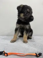 Orange, a female German Shepherd Dog for sale in Bristol, CT – 6 of 6