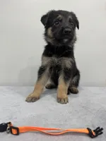 Orange, a female German Shepherd Dog for sale in Bristol, CT – 1 of 6