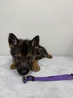 Purple, a male German Shepherd Dog for sale in Bristol, CT – 5 of 5