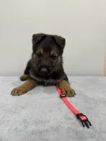 Pink, a female German Shepherd Dog for sale in Bristol, CT – 4 of 7