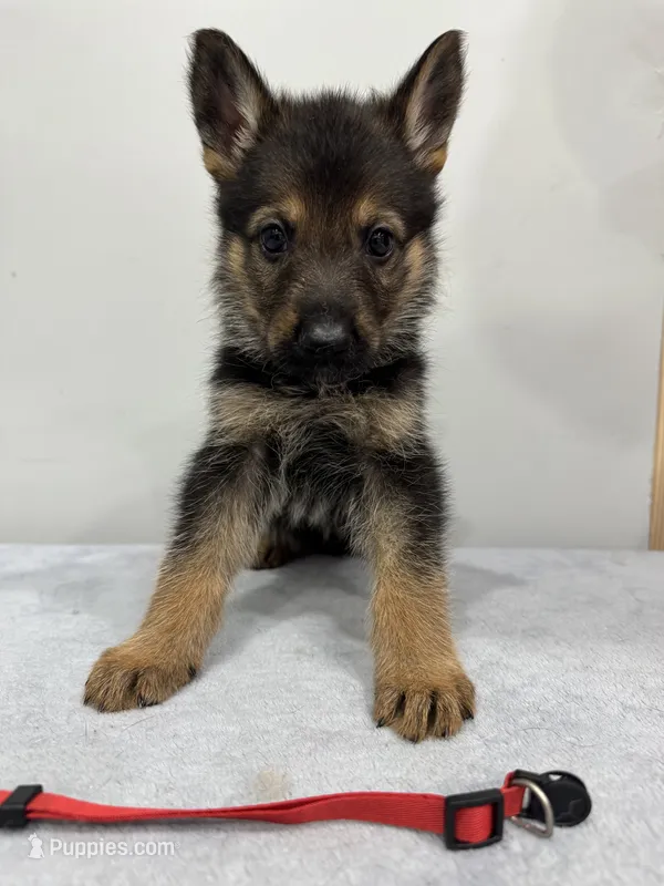 Red  – German Shepherd Dog puppy for sale in Bristol, CT