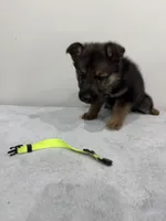 Green, a female German Shepherd Dog for sale in Bristol, CT – 3 of 6