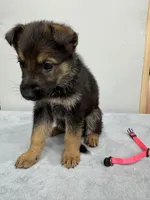 Pink, a female German Shepherd Dog for sale in Bristol, CT – 3 of 7