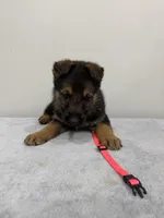 Pink, a female German Shepherd Dog for sale in Bristol, CT – 7 of 7
