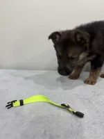 Green, a female German Shepherd Dog for sale in Bristol, CT – 2 of 6