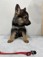 Red , a male German Shepherd Dog for sale in Bristol, CT – 2 of 8