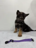 Purple, a male German Shepherd Dog for sale in Bristol, CT – 3 of 5