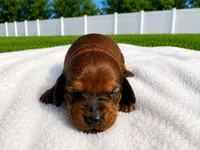 boy 1, a male Miniature Dachshund for sale in Jacksonville, FL – 2 of 2